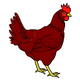 Chicken thighs (boneless)