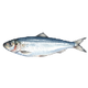 White fish