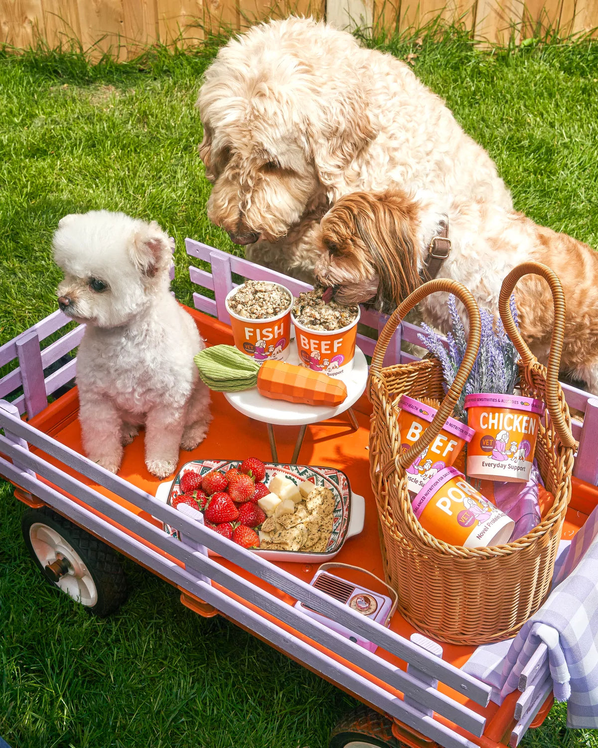 Dogs gathered around FarmFetch food at a picnic
